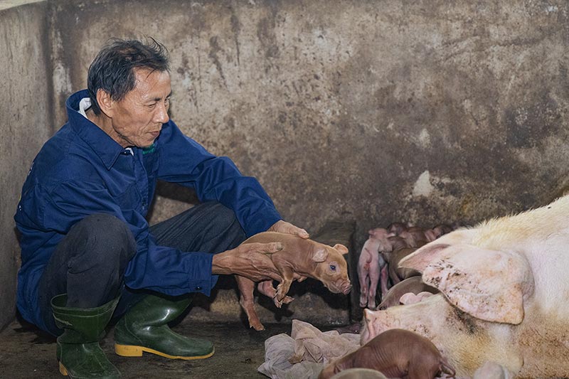 mô hình chăn nuôi quế lâm