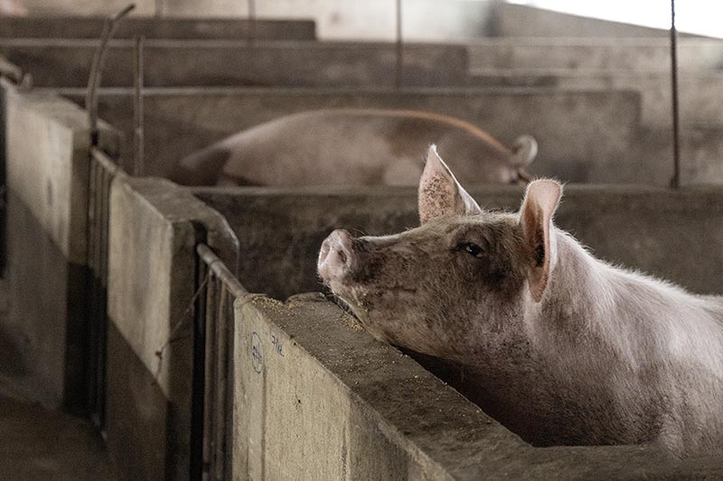 mô hình chăn nuôi quế lâm