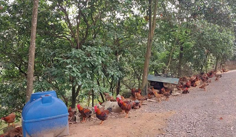 mô hình nuôi gà