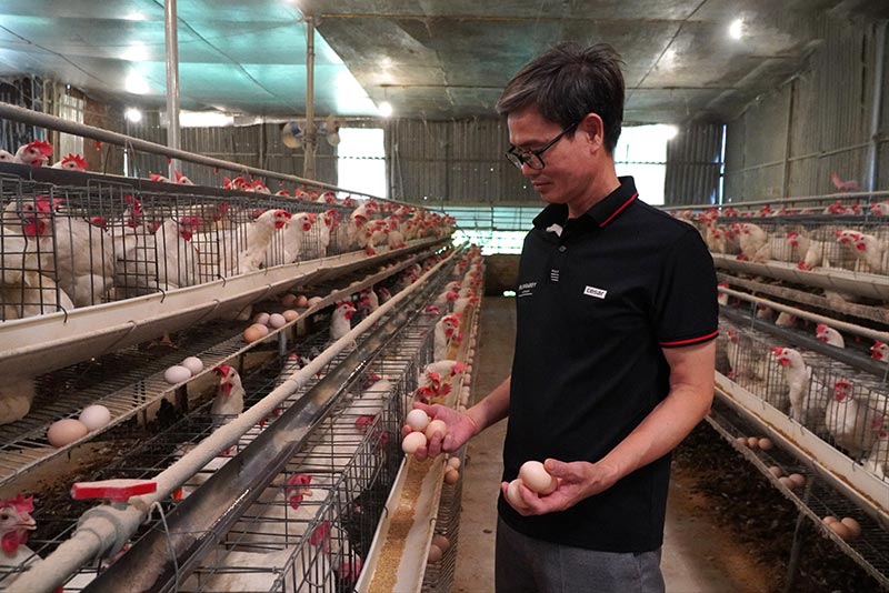 nuôi gà đẻ trứng