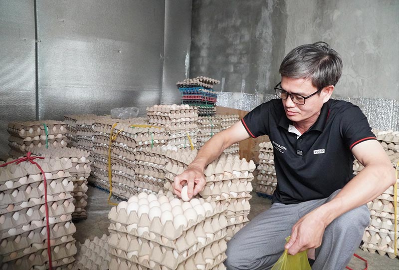 nuôi gà đẻ trứng