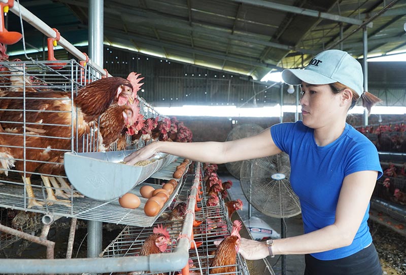 nuôi gà đẻ trứng