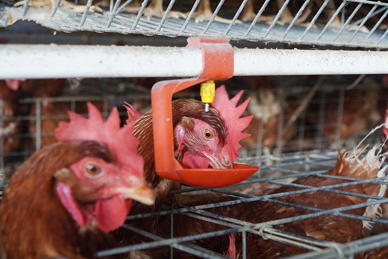 nuôi gà đẻ trứng