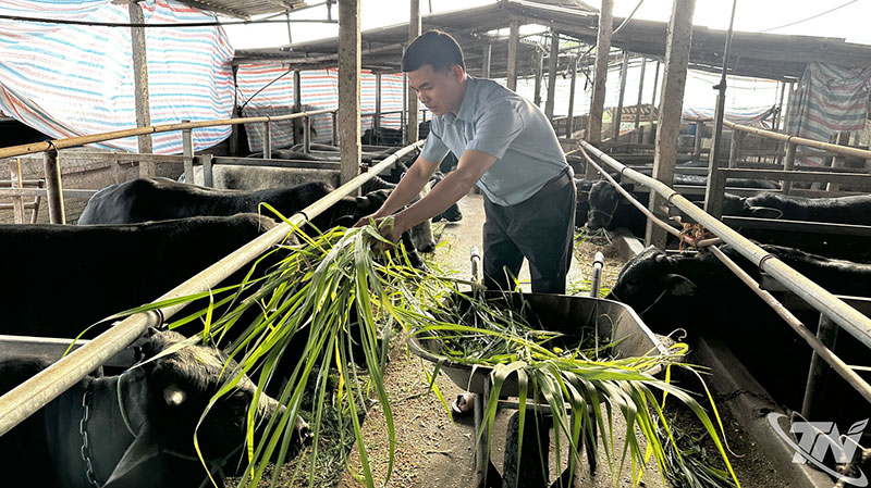 chăn nuôi thái nguyên