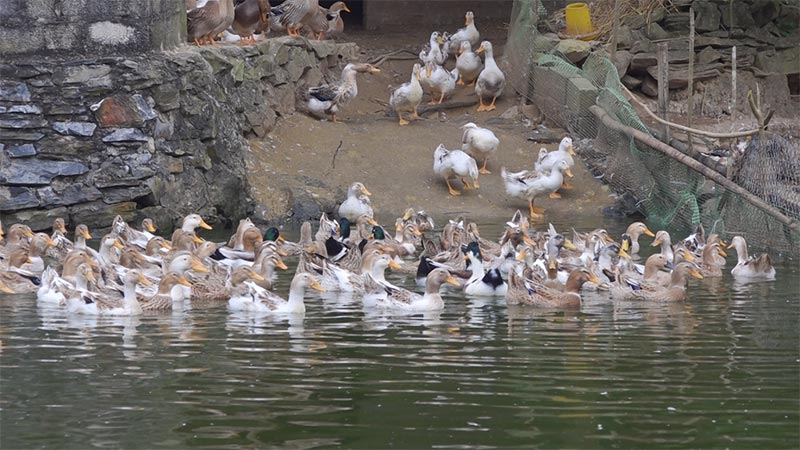 Vịt cỏ Trùng Khánh