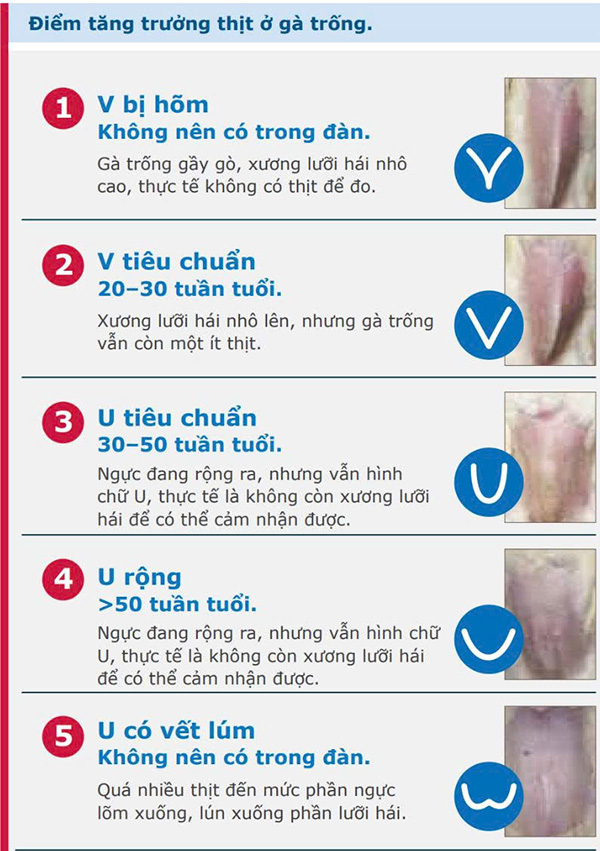 điểm tăng thịt ở gà trống