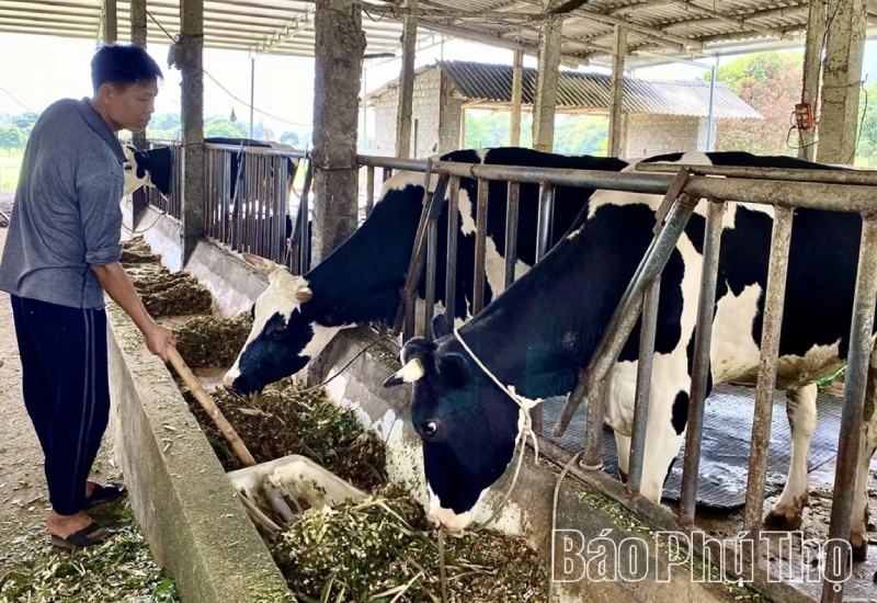 bò sữa phú thọ