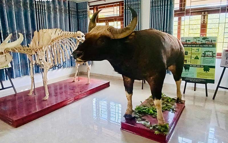 quần thể bò tót lai