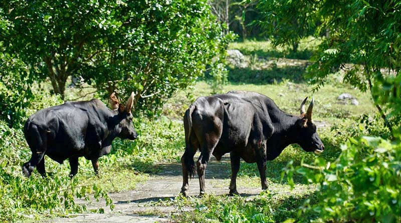 bò tót lai