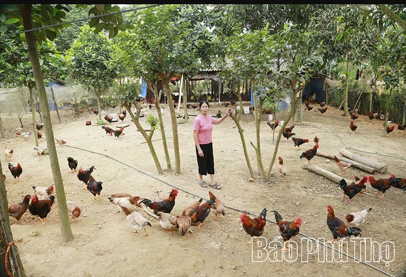 gà mía số 1