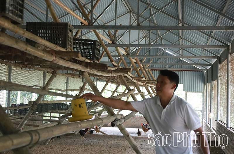 gà nhiều cựa