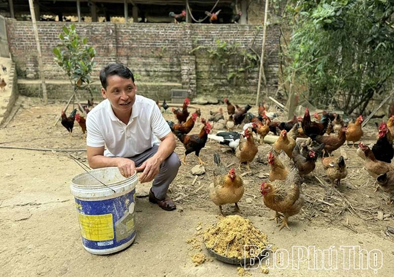 gà nhiều cựa
