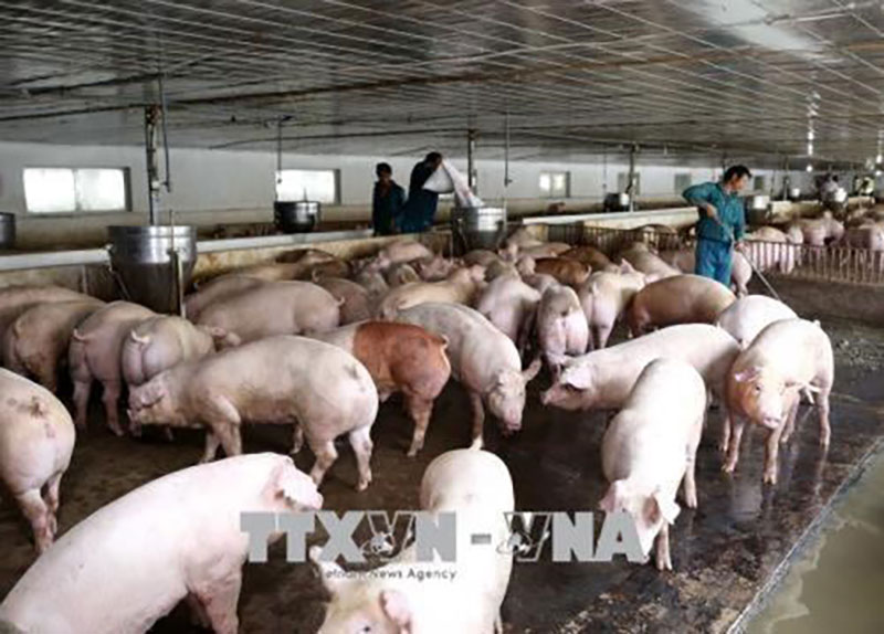 lở mồm long móng serotype SAT1