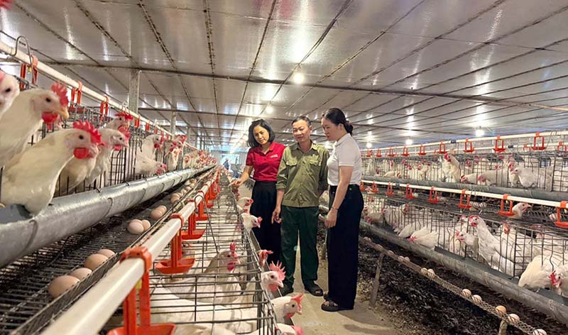 quan trắc môi trường chăn nuôi