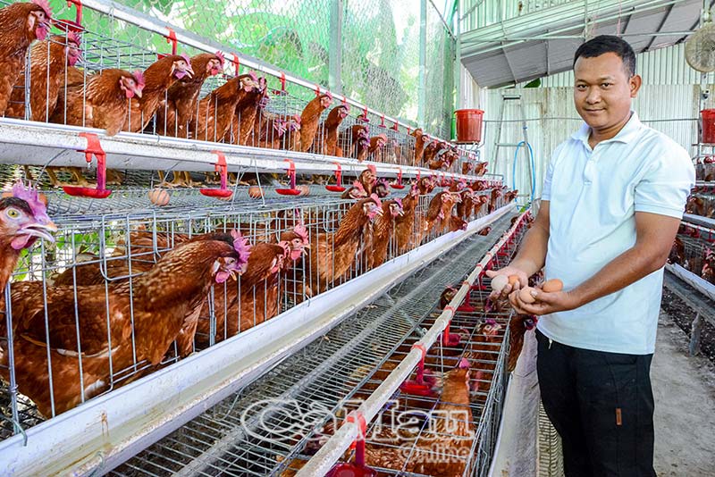nuôi gà siêu trứng