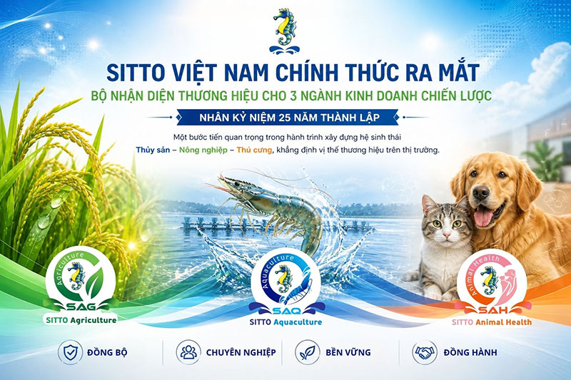 bộ nhận diện thương hiệu SITTO