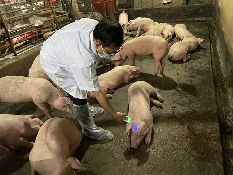sử dụng kháng sinh chăn nuôi