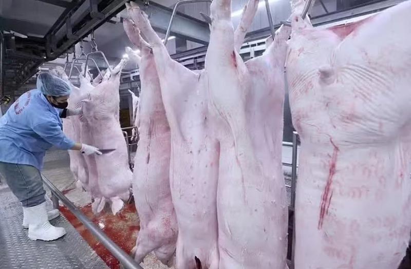 phân quyền thủ tục chăn nuôi về cấp tỉnh