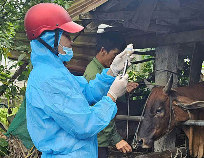 tiêm phòng cho vật nuôi