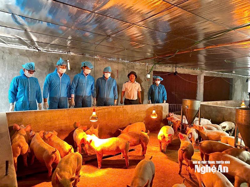 chăn nuôi VietGapHP