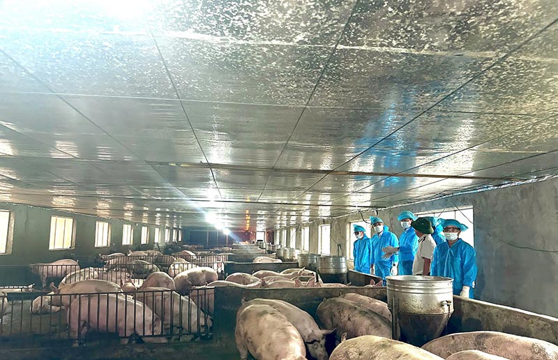 chăn nuôi VietGapHP