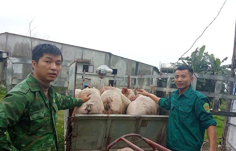 chăn nuôi VietGapHP