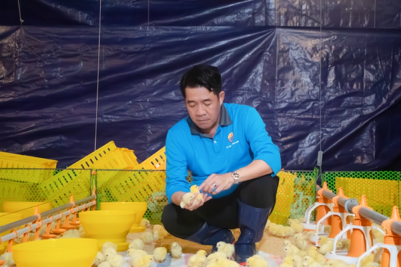 gà thịt công nghệ cao Hùng Nhơn