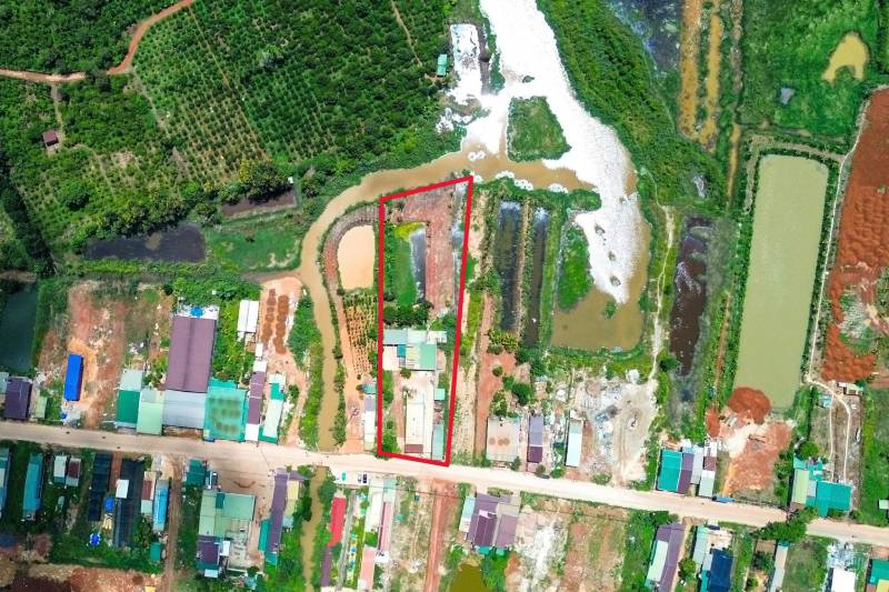 trung chuyển heo gây ô nhiễm