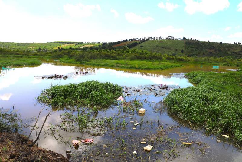 trung chuyển heo gây ô nhiễm