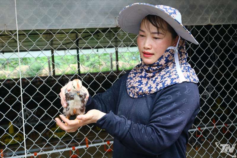 nuôi gà thu tiền tỷ