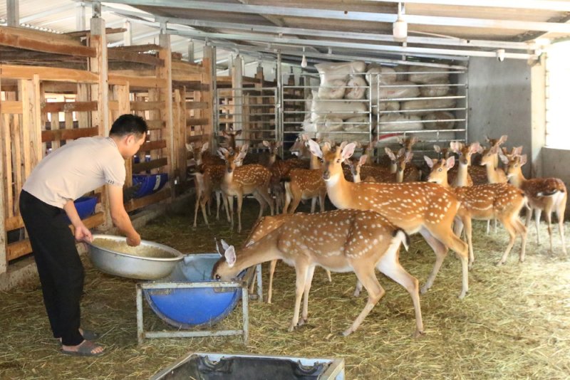nghề nuôi hươu