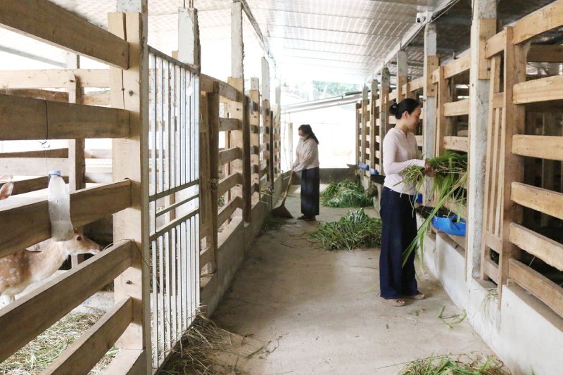 nghề nuôi hươu