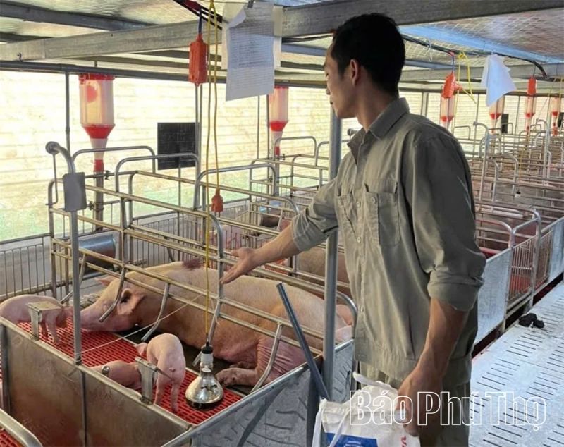 chăn nuôi quy mô lớn
