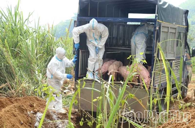 dịch tả lợn châu phi