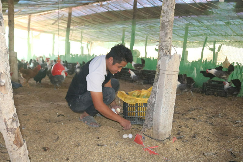 vật nuôi mới