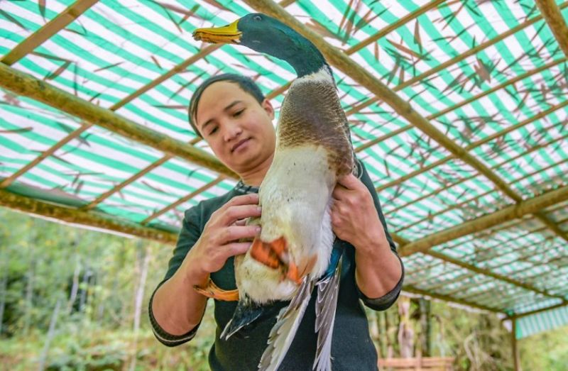 vịt Cổ Lũng
