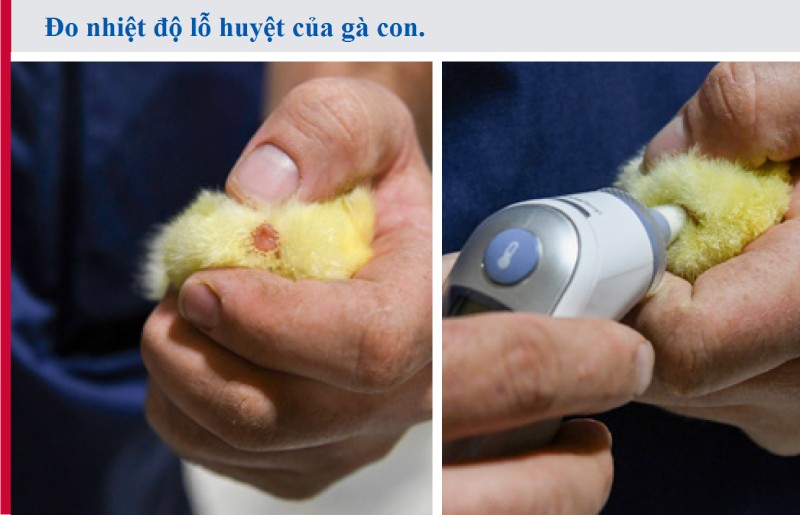 nhiệt độ gà con
