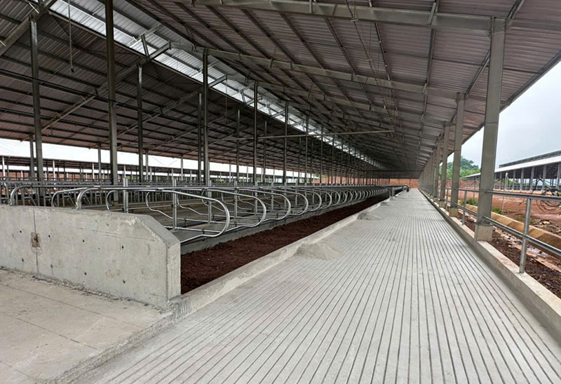 bò sữa Phục Hòa
