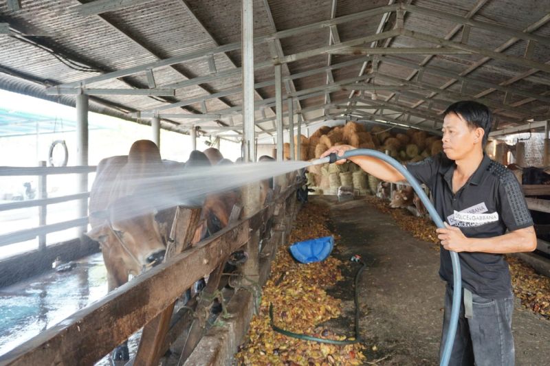 chăn nuôi an toàn