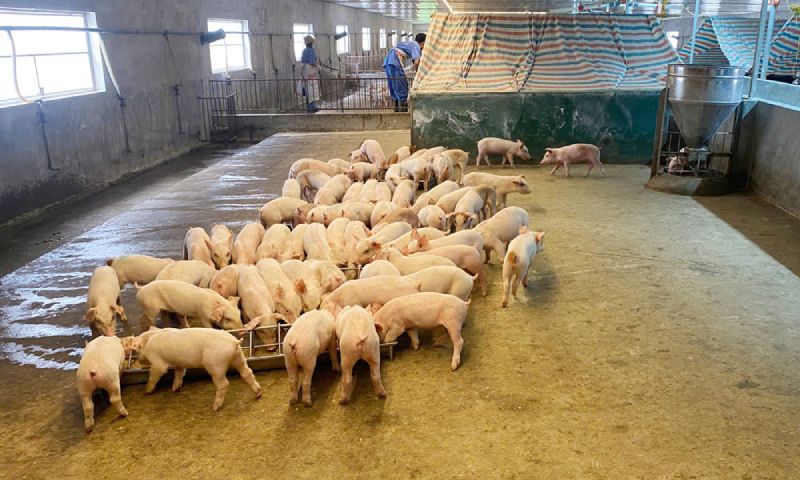 chăn nuôi không tiếp xúc