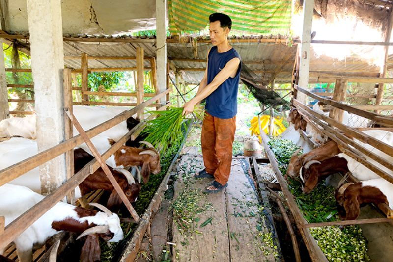 chăn nuôi tổng hợp