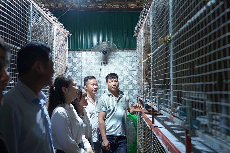 trại nuôi chồn hương tiền tỷ