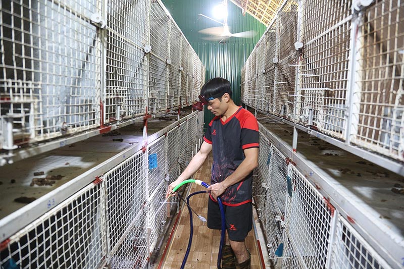 trại nuôi chồn hương tiền tỷ