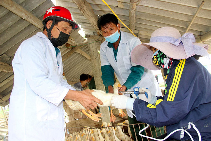 cúm gia cầm H5N1