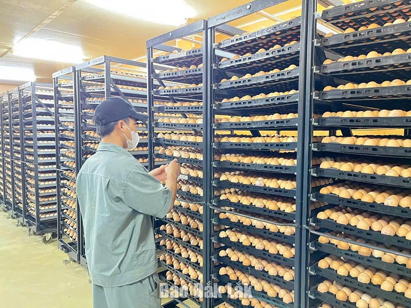 chăn nuôi đắk lắk
