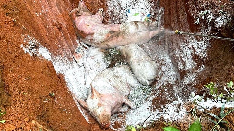 dịch tả lợn châu Phi