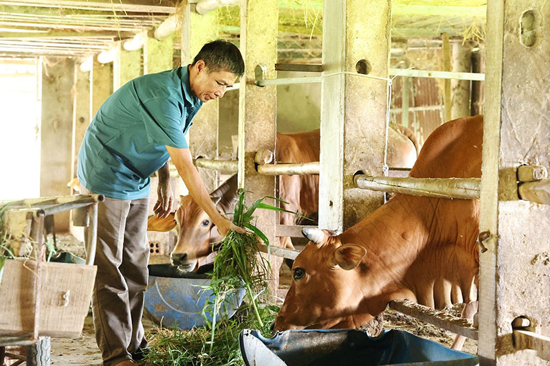 chăn nuôi đại gia súc