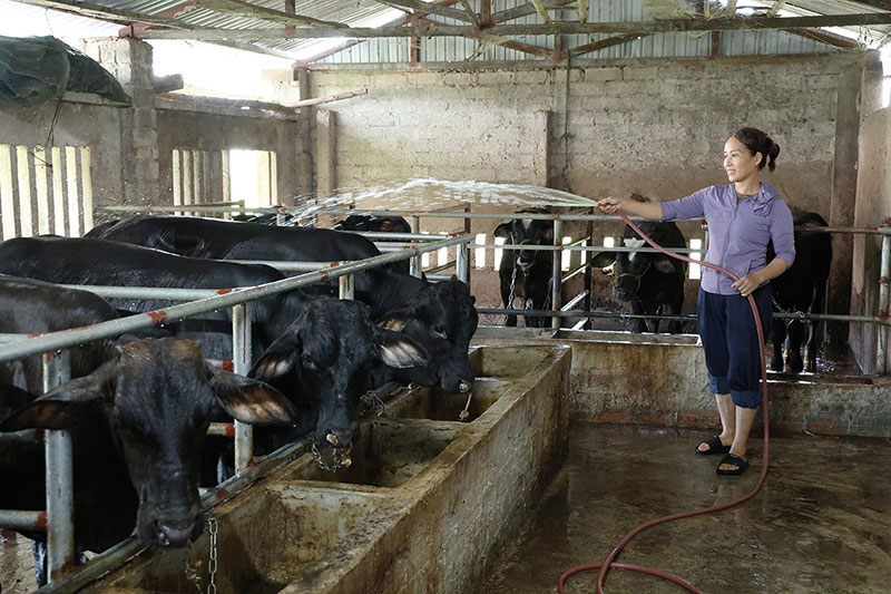 chăn nuôi đại gia súc