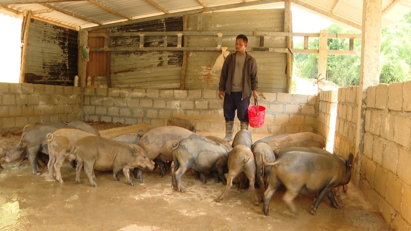lợn bản địa Vân Pa