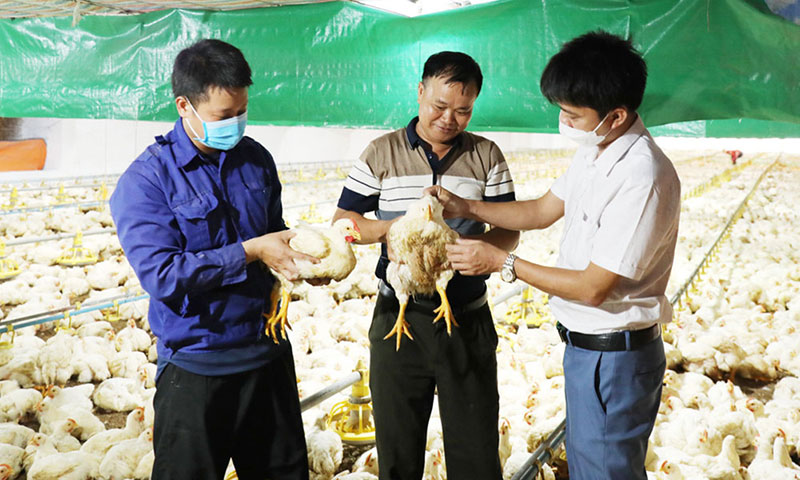 sự cố điện trong chăn nuôi